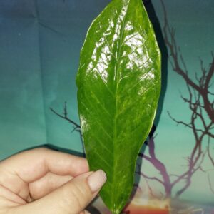 Zamioculcas Long Live Variegated