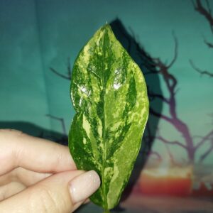Zamioculcas Long Live Variegated