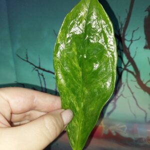 Zamioculcas Long Live Variegated
