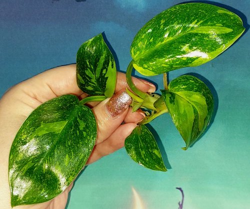 Philodendron Congo Green Marble Variegated