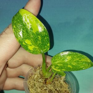 Philodendron Congo Green Marble Variegated