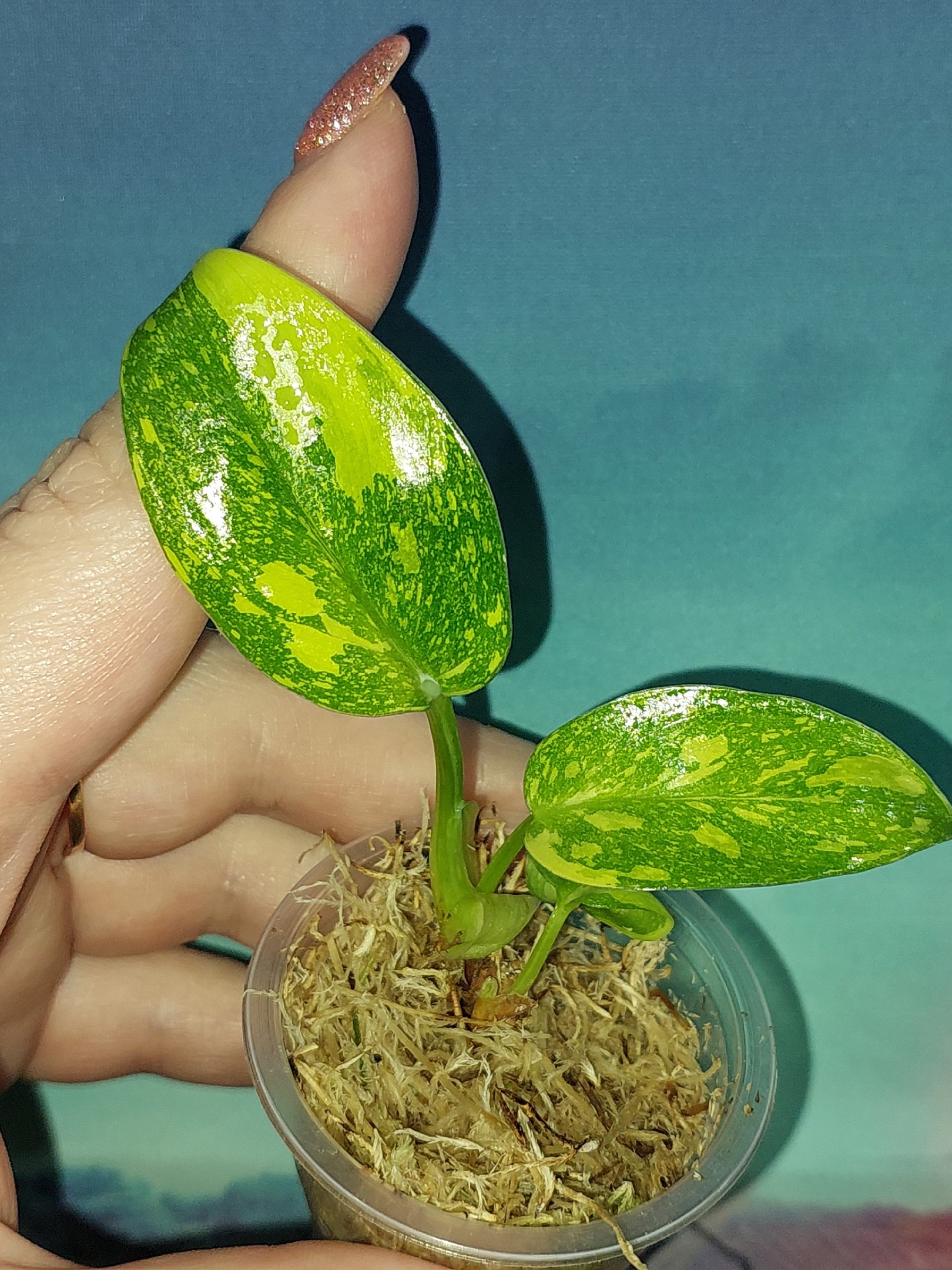 Philodendron Congo Green Marble Variegated