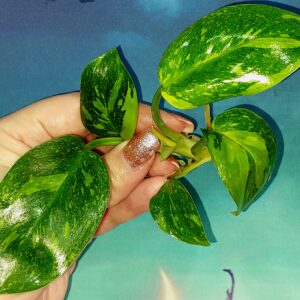 Philodendron Congo Green Marble Variegated