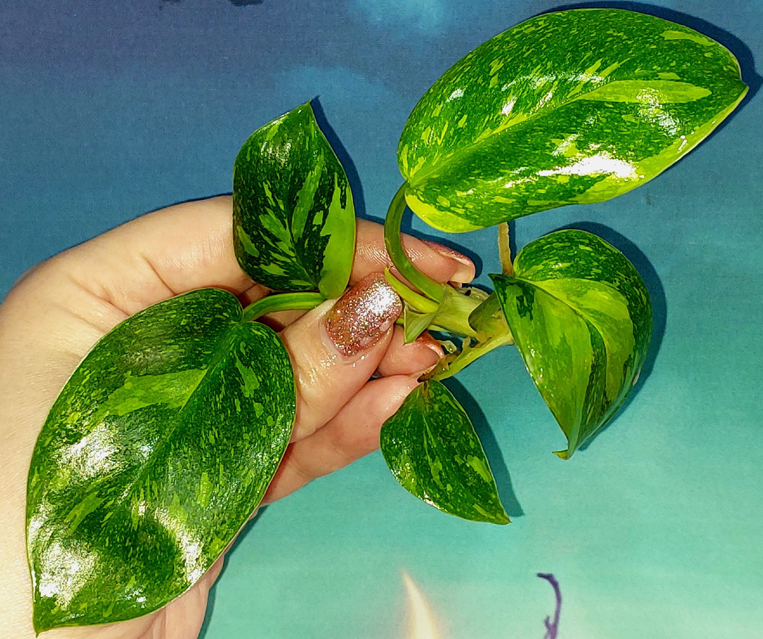 Philodendron Congo Green Marble Variegated
