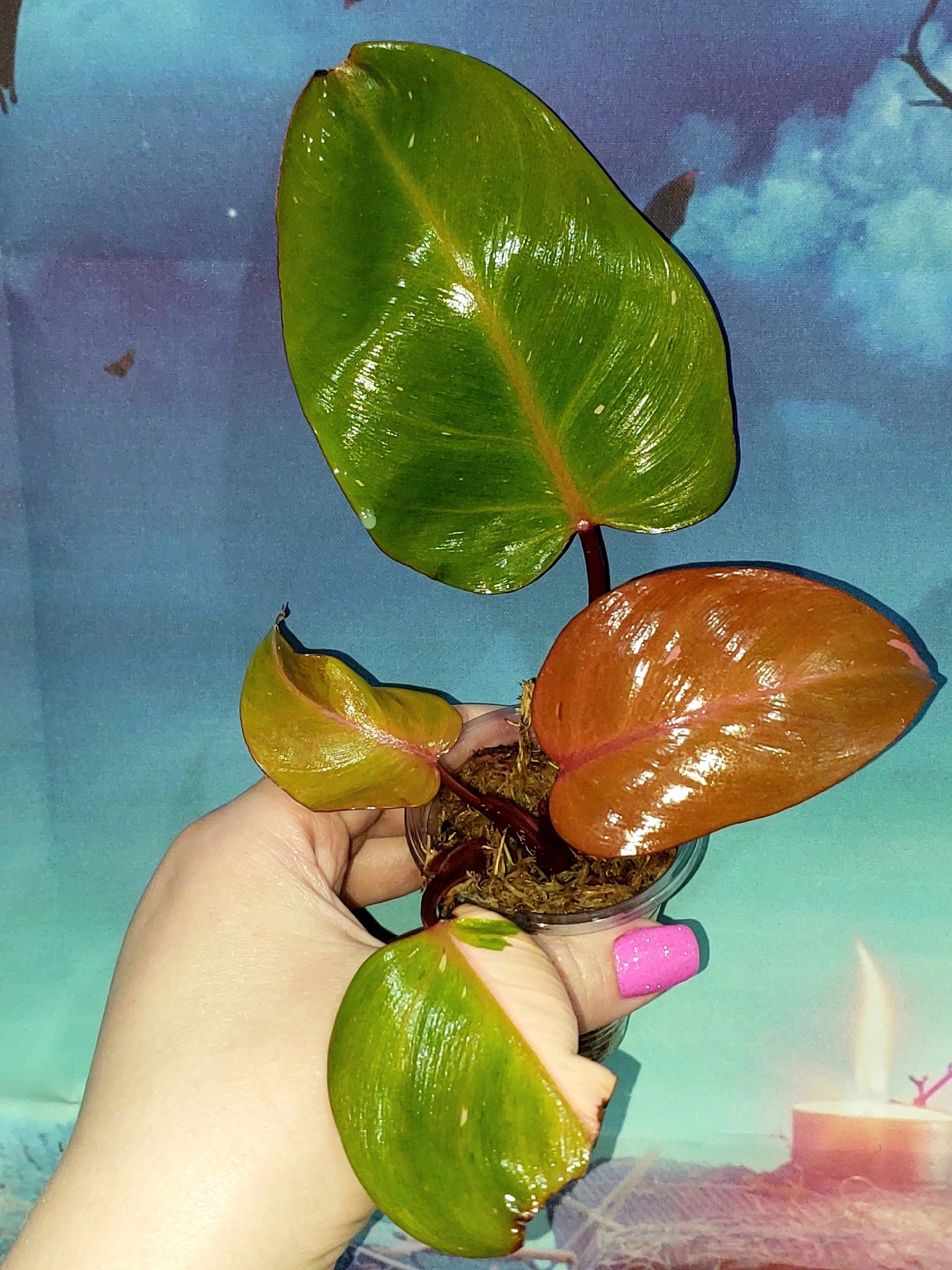 Philodendron Persimmon Princess