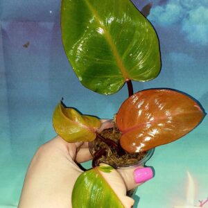 Philodendron Persimmon Princess