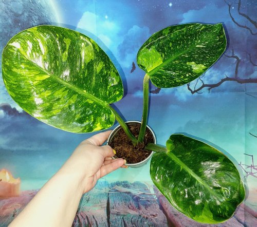 Philodendron Congo Green Marble Variegated