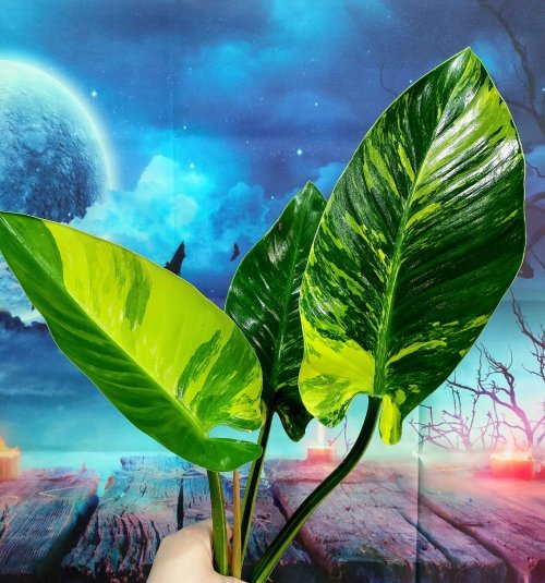 Philodendron Congo Green White