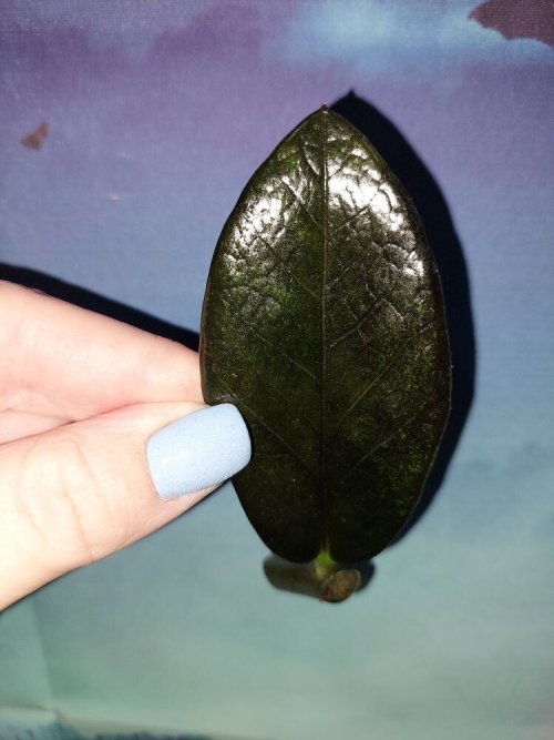 Zamioculcas Black Emerald