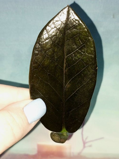 Zamioculcas Black Emerald