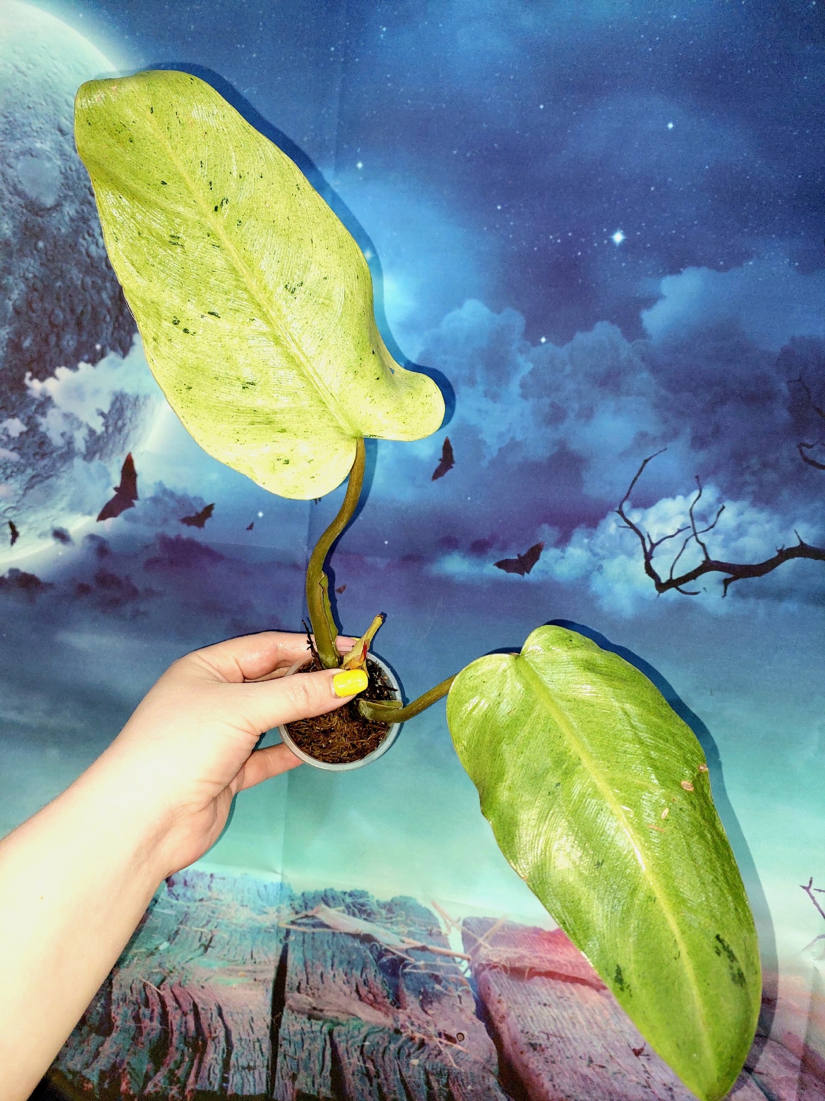 Philodendron Whipple Way