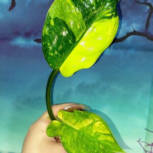 Philodendron Congo Green Marble Variegated