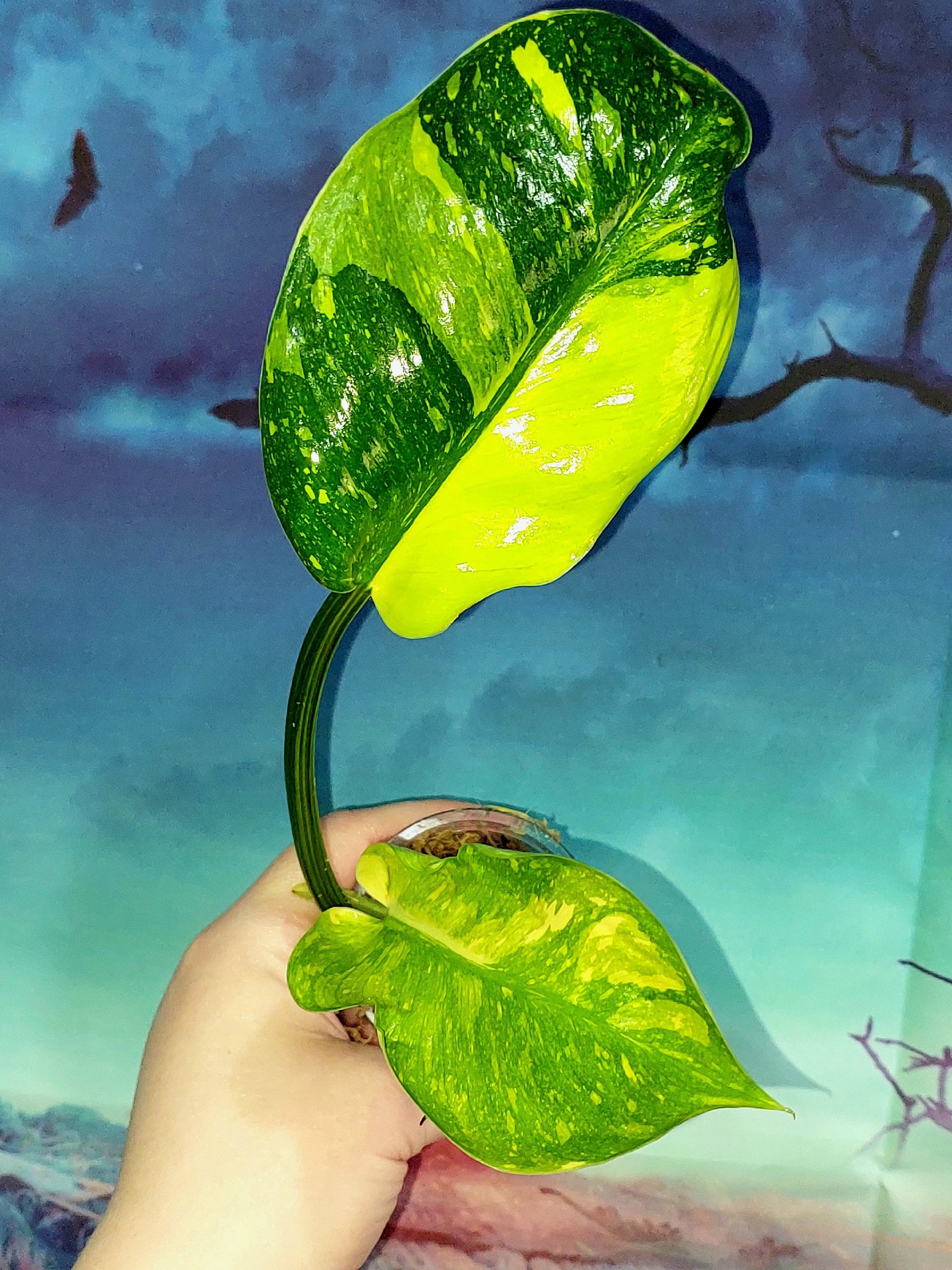 Philodendron Congo Green Marble Variegated