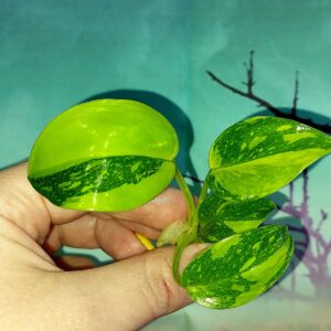 Philodendron Congo Green Marble Variegated