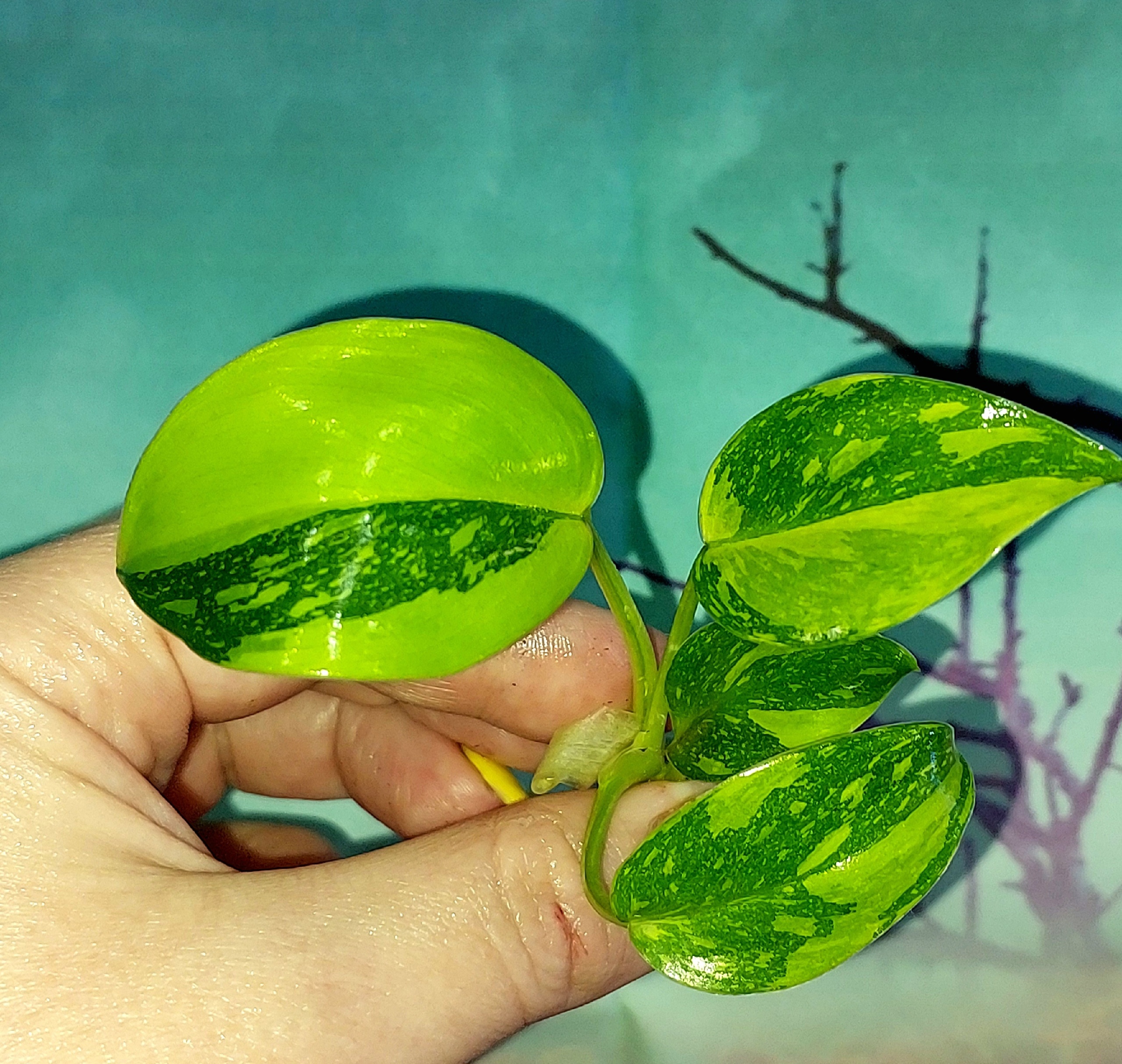 Philodendron Congo Green Marble Variegated