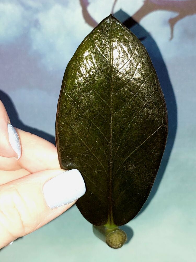 Zamioculcas Black Emerald