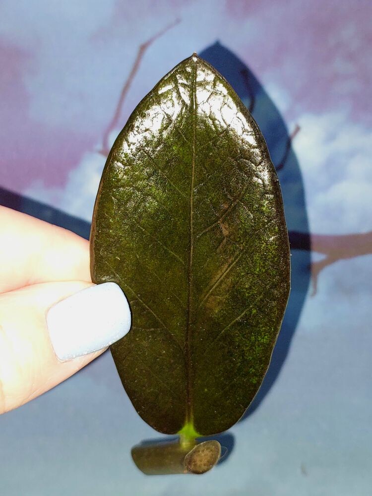 Zamioculcas Black Emerald