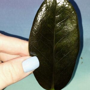 Zamioculcas Black Emerald