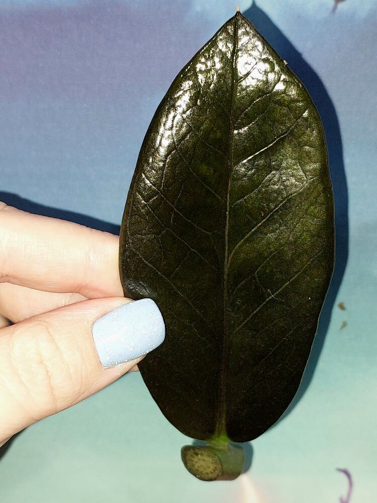 Zamioculcas Black Emerald