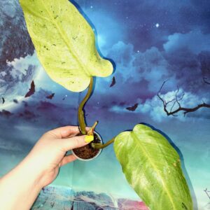 Philodendron Whipple Way