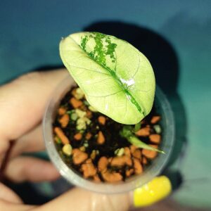 Alocasia Sinuata Albo Mint variegated