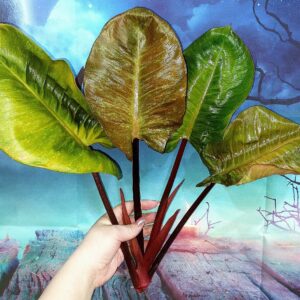 Philodendron Black Cardinal Super Splash
