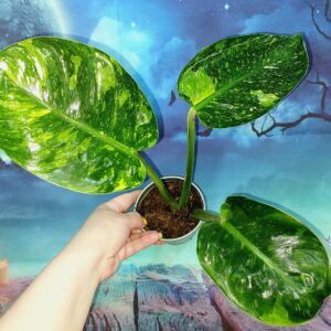 Philodendron Congo Green Marble Variegated