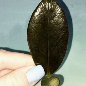 Zamioculcas Black Emerald