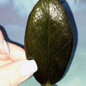 Zamioculcas Black Emerald
