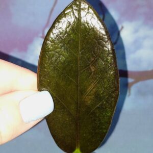 Zamioculcas Black Emerald