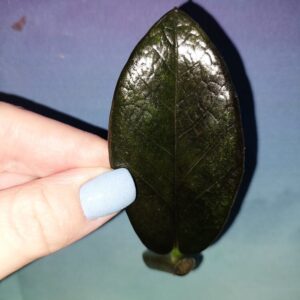 Zamioculcas Black Emerald