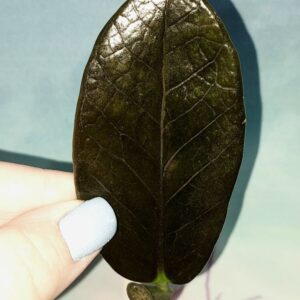 Zamioculcas Black Emerald