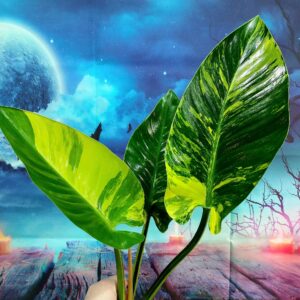 Philodendron Congo Green White