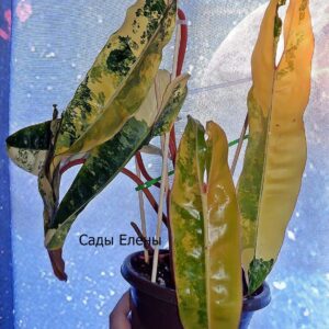 Philodendron Billietiae Variegated