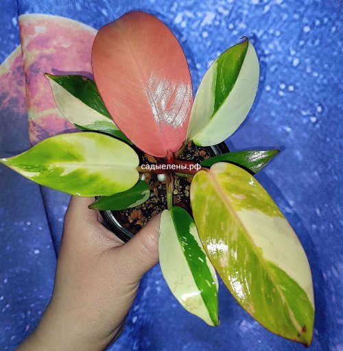 Philodendron Cherry Red variegated