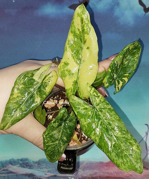 Alocasia Corazon variegated