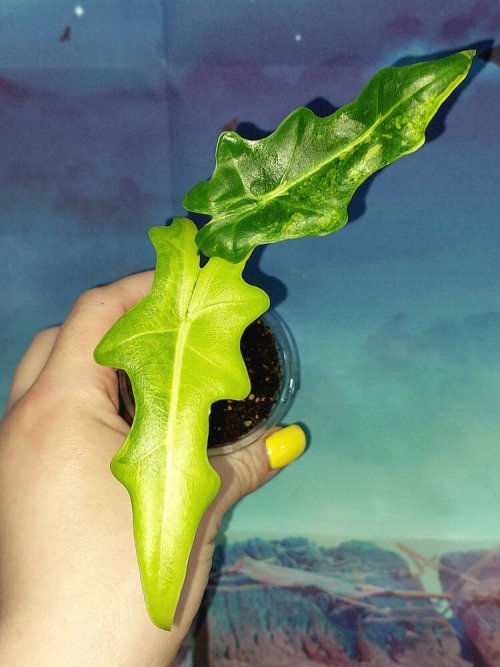 Alocasia Portei variegated