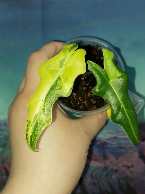 Alocasia Portei variegated
