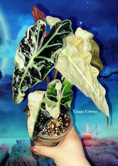 Alocasia Amazonica Pink variegated