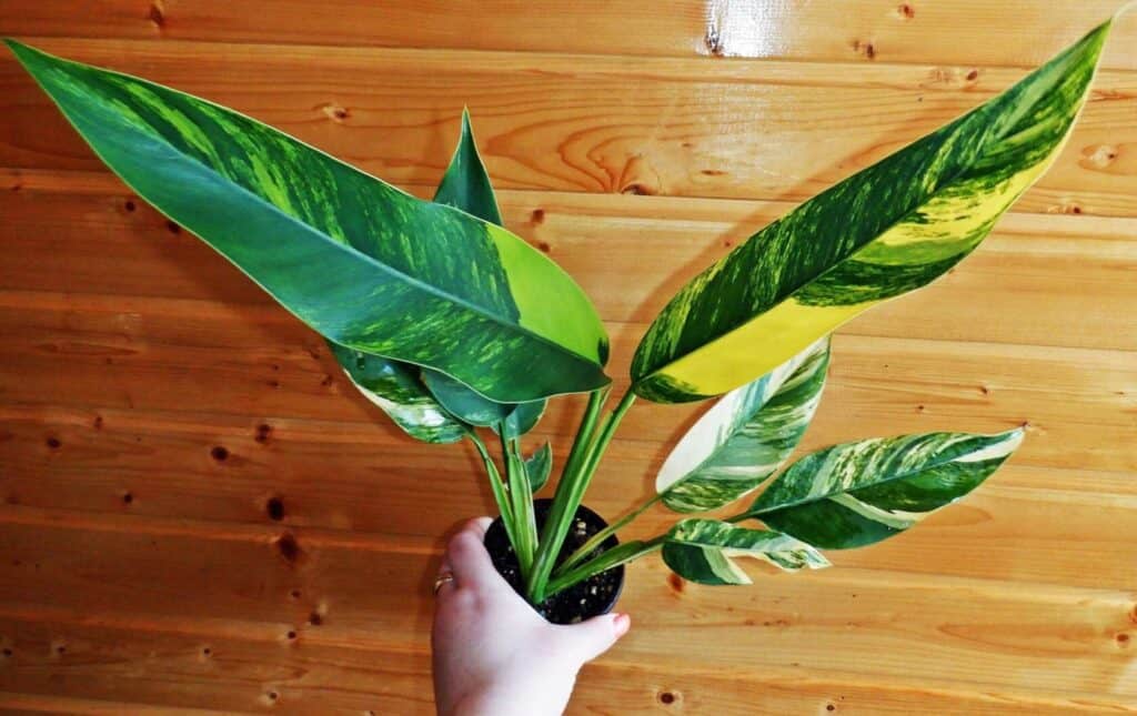 Philodendron Lingulatum Variegated