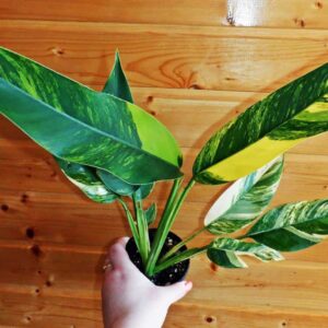 Philodendron Lingulatum Variegated