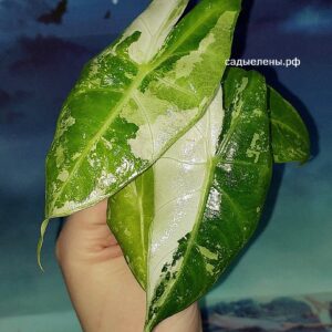 Alocasia Pink Dragon Alba Variegated