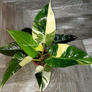 Philodendron Congo Green White