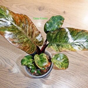 Philodendron Black Cardinal Super Splash