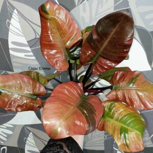 Philodendron Black Cardinal Variegated