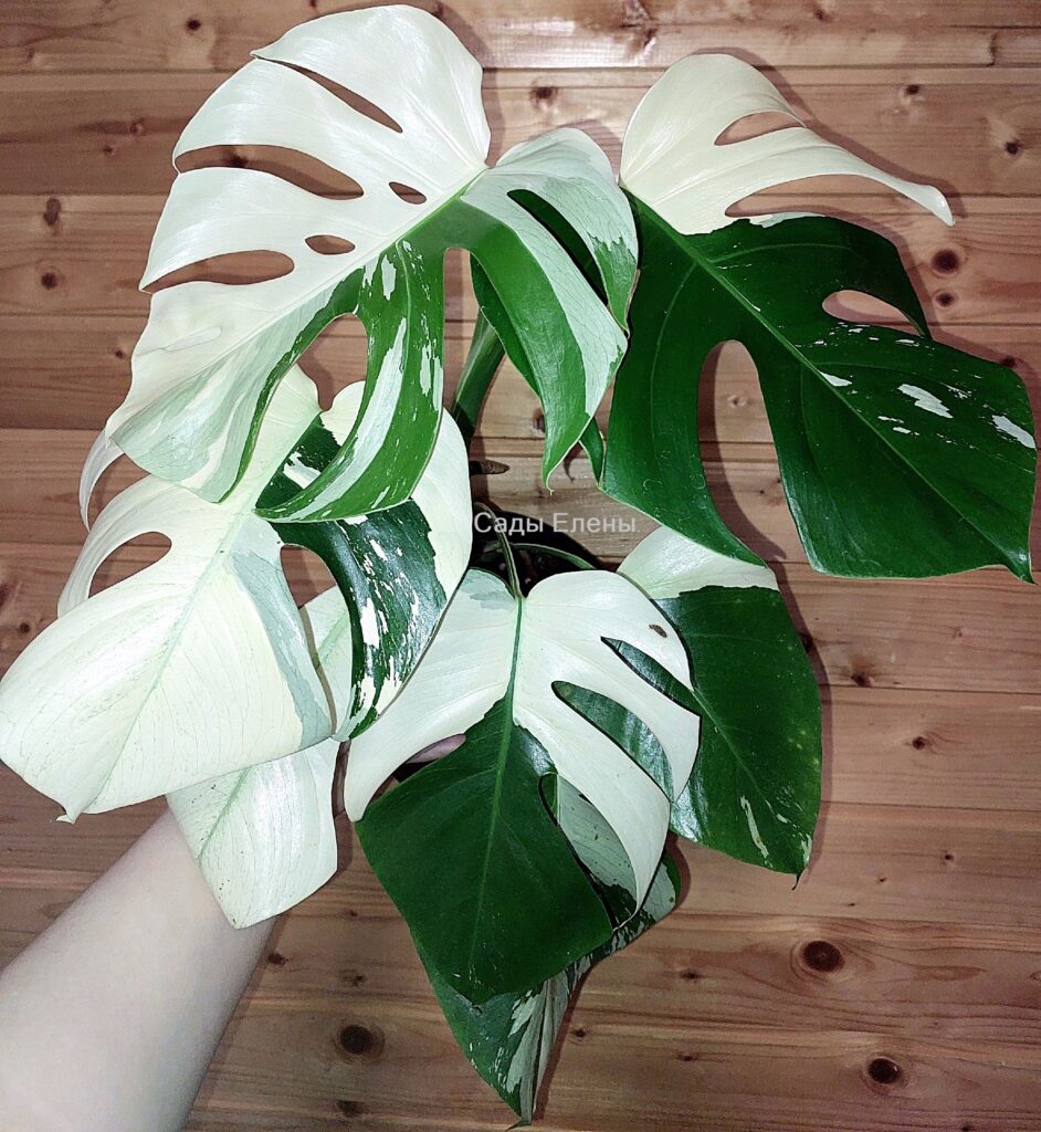 Monstera Mint