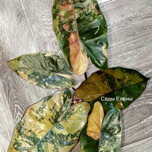 Alocasia Plumbea Nigra Pink variegated