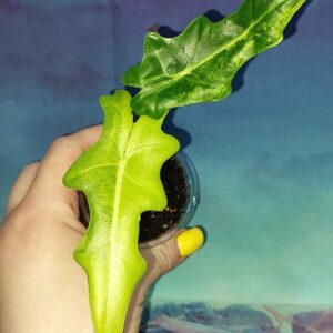 Alocasia Portei variegated
