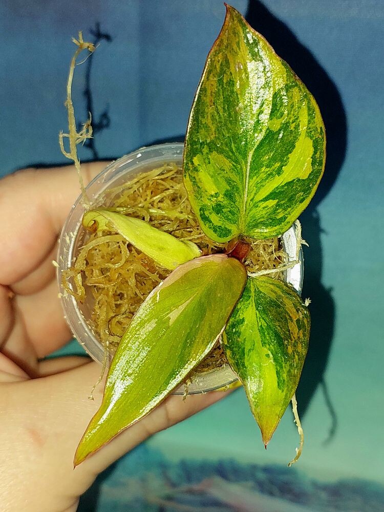 Philodendron Princess of Fire