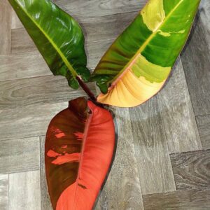 Philodendron Congo Red Pink Variegated